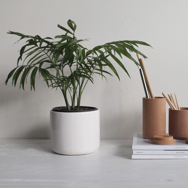 Potted plant and desk organizer on table.